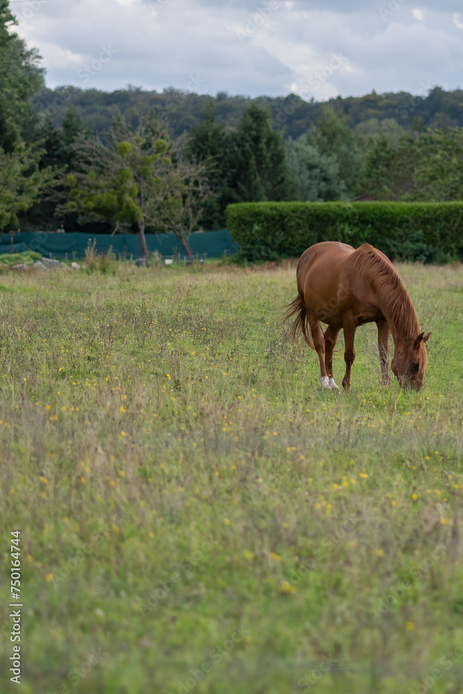 un cheval