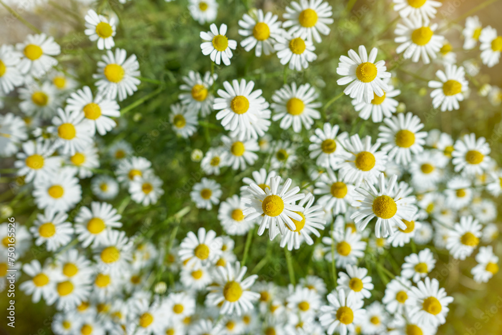 Wild Chamomile flowers growing on meadow. Top view of wild herbal flowers. Wild Chamomile flowers growing on meadow. Top view of wild herbal flowers.