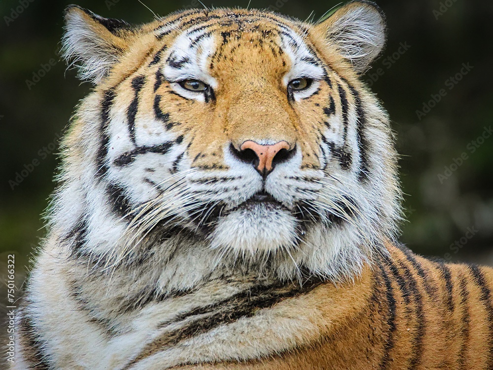 Fototapeta premium PORTRAIT Aufnahme eines stolzen Tigers
