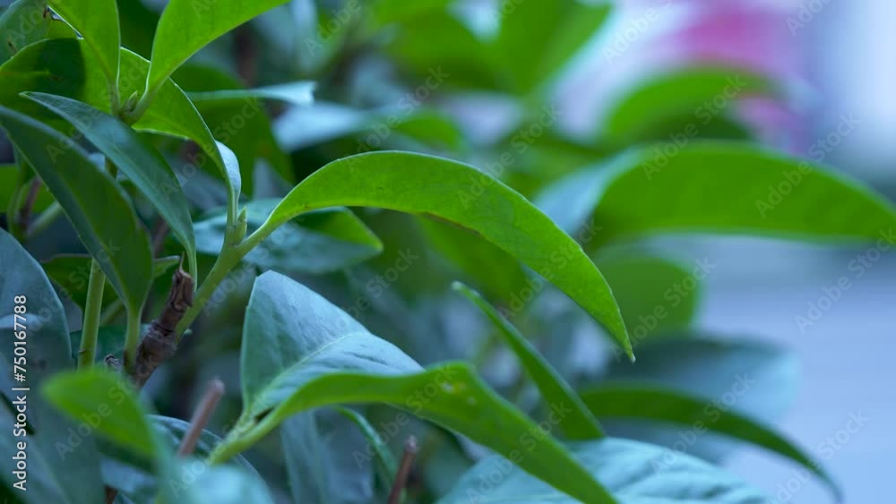 A close-up of lush green leaves against a blurred moving cars background. A close-up of lush green leaves against a blurred moving cars background.