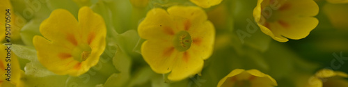 yellow primrose flowers as a background, the first spring flowers for copy text 