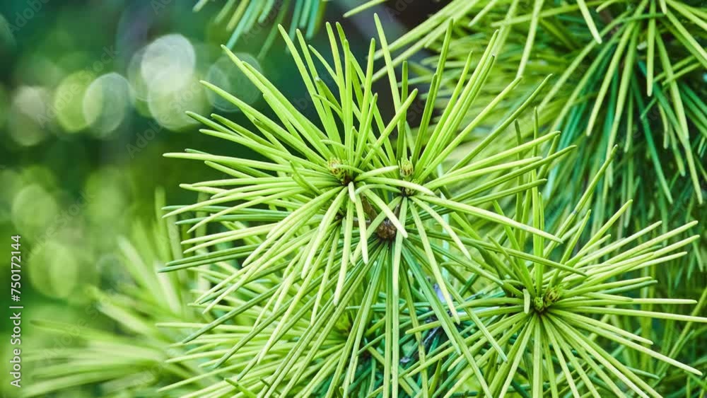 Sciadopitys verticillata, koyamaki or Japanese umbrella-pine, is conifer endemic to Japan. It is sole member of family Sciadopityaceae and genus Sciadopitys, living fossil with no close relatives. Sciadopitys verticillata, koyamaki or Japanese umbrella-pine, is conifer endemic to Japan. It is sole member of family Sciadopityaceae and genus Sciadopitys, living fossil with no close relatives.