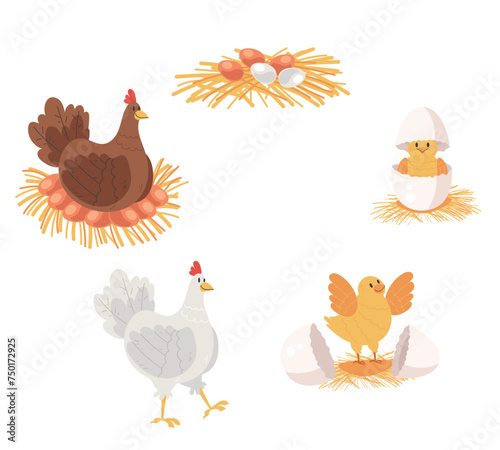 Chicken life cycle isolated on white background. Vector cartoon graphic design element illustration