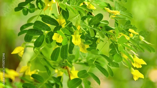 Caragana arboresen Pendula (arborescens), Siberian peashrub, Siberian pea-tree, or caragana, is a species of legume native to Siberia and parts of China . photo