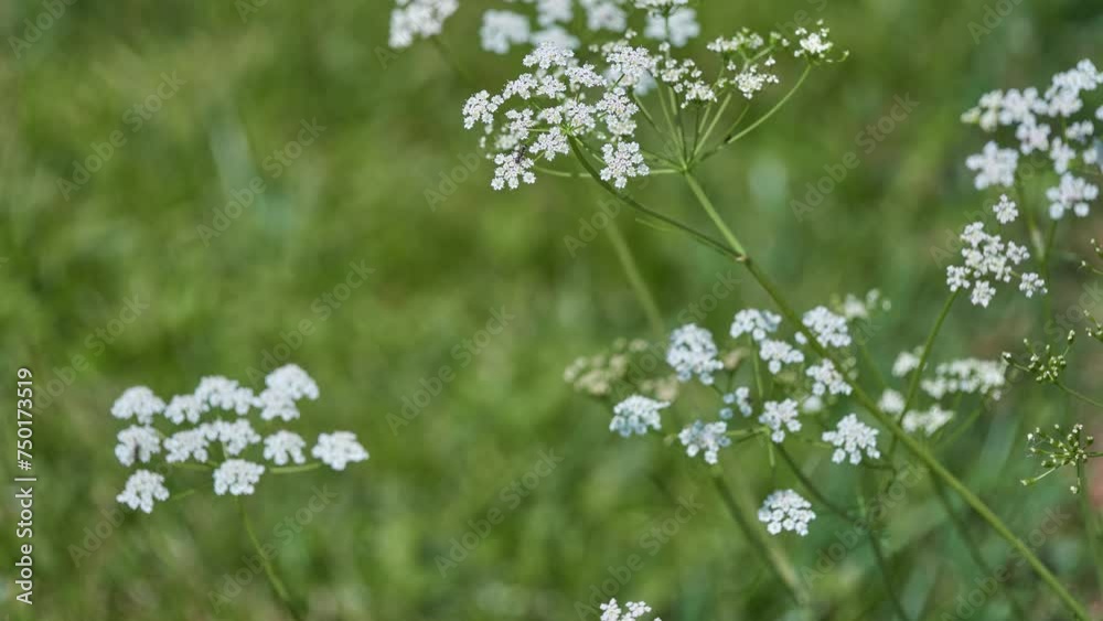 Parsley or garden parsley (Petroselinum crispum) Parsley or garden parsley (Petroselinum crispum)