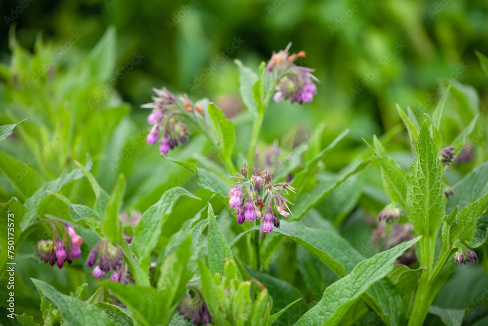 Comfrey (Symphytum officinale). Comfrey has been used in traditional medicine for centuries to treat various ailments.It has: anti-inflammatory, pain-relieving, wound-healing,bone-strengthening effect Comfrey (Symphytum officinale). Comfrey has been used in traditional medicine for centuries to treat various ailments.It has: anti-inflammatory, pain-relieving, wound-healing,bone-strengthening effect