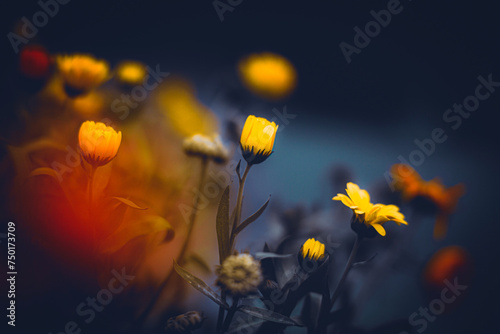 Beautiful yellow calendula flowers bloom at the end of summer, in the twilight. They are medicinal flowers.
