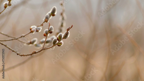 Closeup of a flowering pussy-willow branch in spring