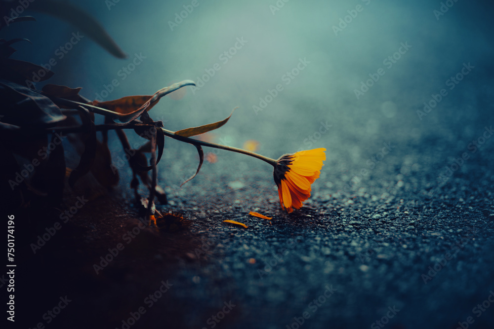 The beautiful yellow calendula flowers fade, dropping their delicate petals onto the asphalt. It is autumn. - obrazy, fototapety, plakaty 