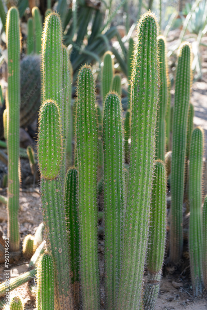 Cactus plants with tall green cacti with large spikes with daylight Cactus plants with tall green cacti with large spikes with daylight