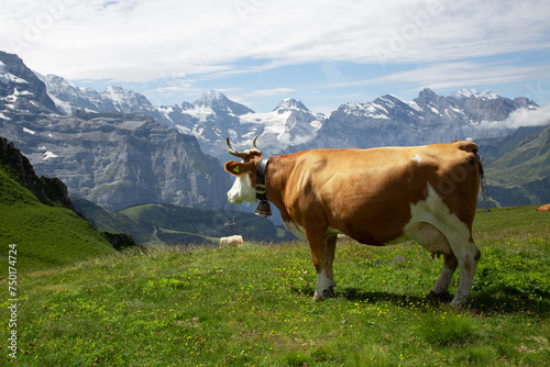 Cows in front of an alpine landscape near Interlaken