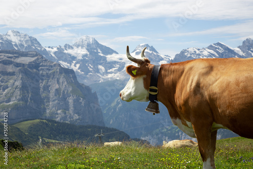 Cows in front of an alpine landscape near Interlaken photo