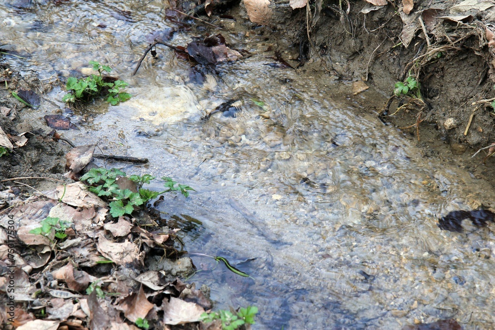 A small river in the spring forest A small river in the spring forest