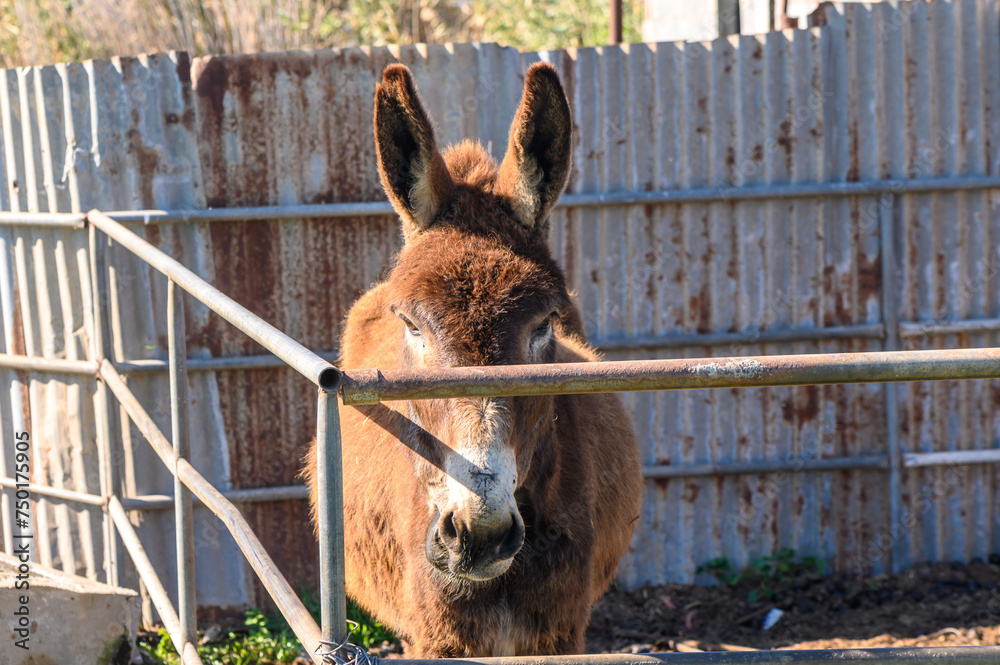 Fototapeta premium donkey in a pen in the village in winter 3