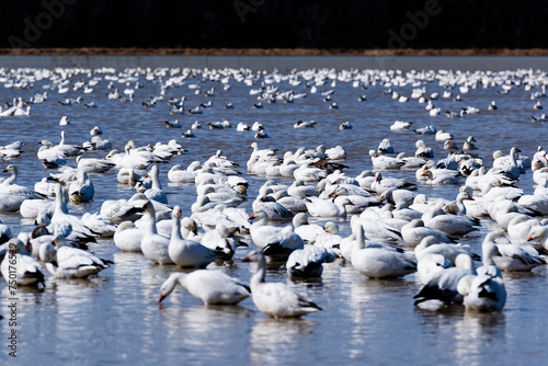 Baie du Febvre, Canada - April 5th 2021: Migration Birds watching at Baie-du-Febvre in Quebec photo