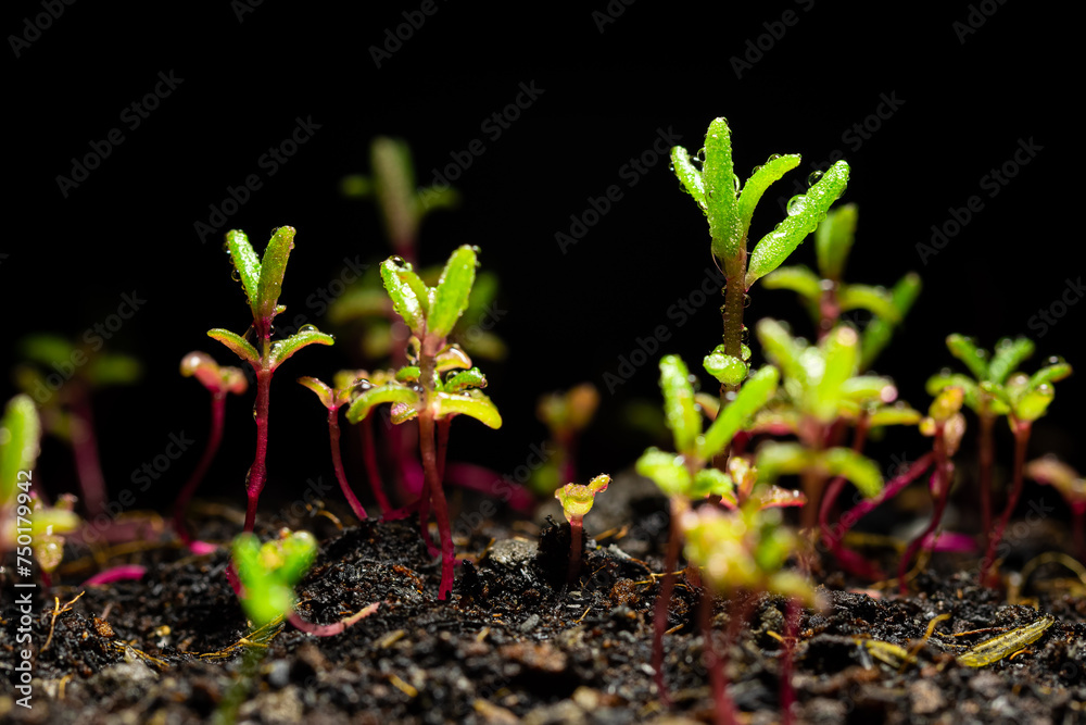 Portulaca Oleracea Seedling