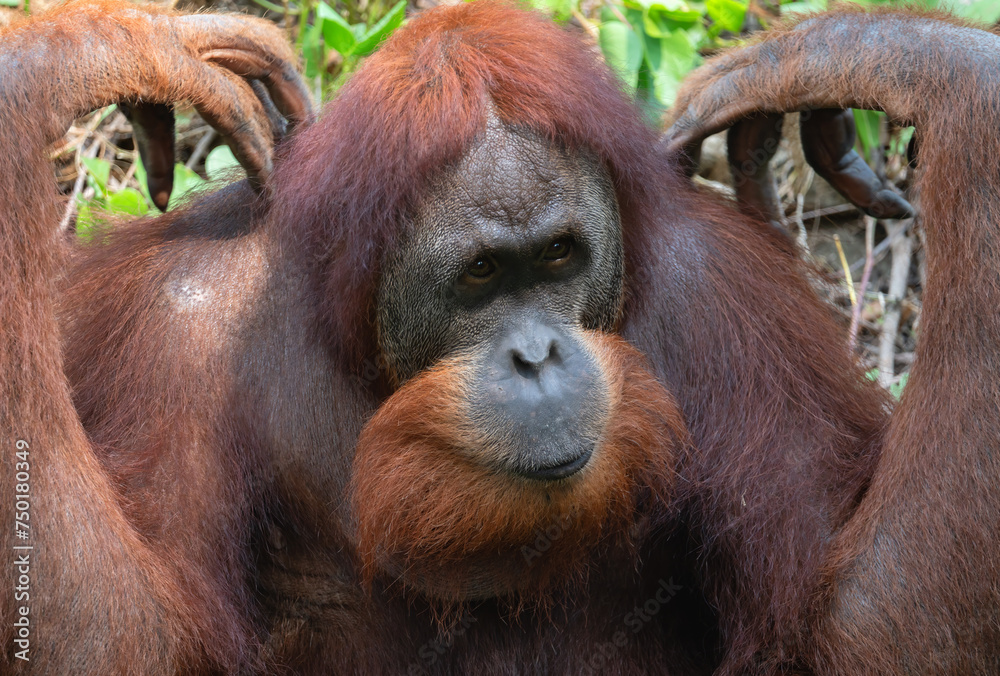 Portrait of a male orangutan in close-up Portrait of a male orangutan in close-up