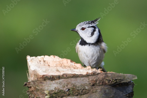 Lophophanes cristatus aka Crested tit on dry log. Small bird with topknot and red eyes. Clear blurred green background.