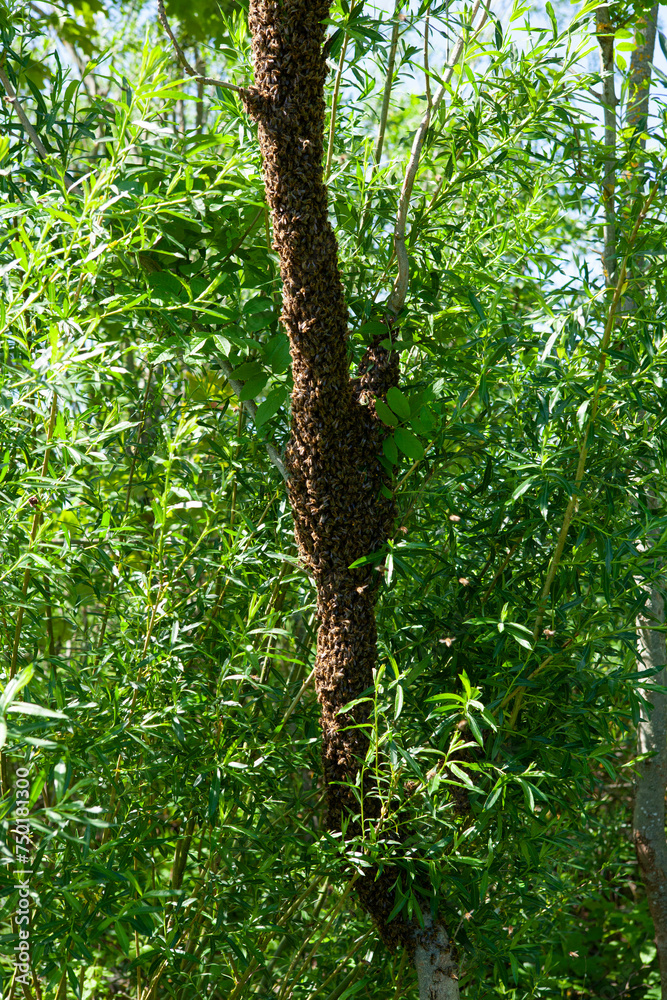 Fototapeta premium A swarm of bees flew out of the hive on a hot summer day and landed on a tree trunk. The beekeeper gently sprayed them with mint water to prevent them from escaping.