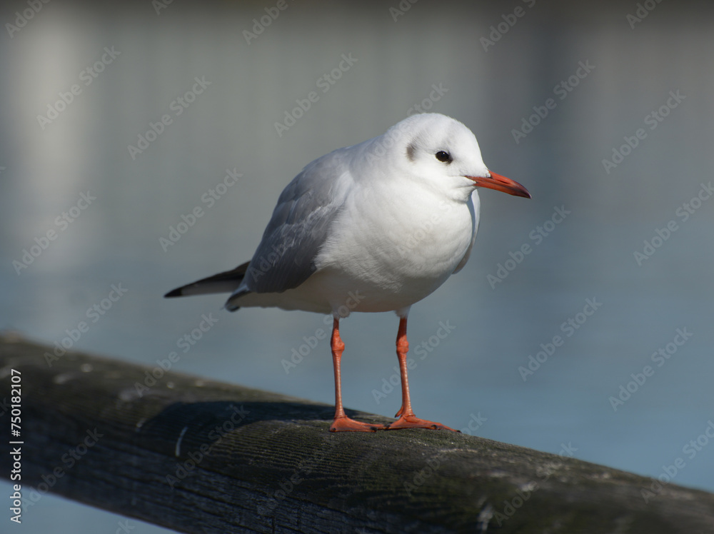 ゆりかもめ カモメ ゆりかもめ カモメ