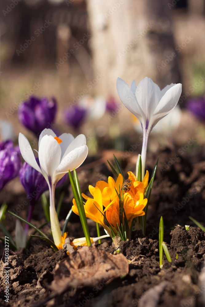 Obraz premium A bee pollinates a yellow crocus, with purple and white crocuses in the background. Spring flowers