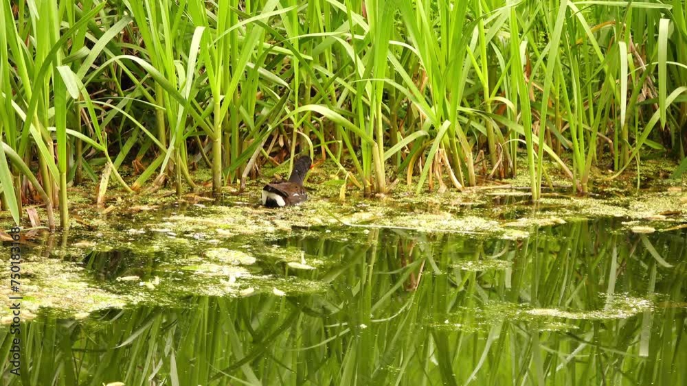Common moorhen (Gallinula chloropus), waterhen or swamp chicken, is bird species in rail family (Rallidae). It is distributed across many parts of Old World. Common moorhen (Gallinula chloropus), waterhen or swamp chicken, is bird species in rail family (Rallidae). It is distributed across many parts of Old World.