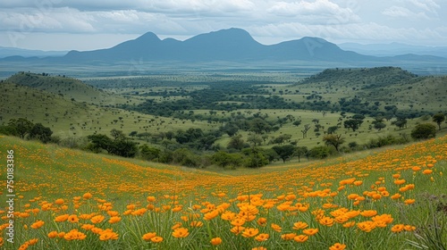  a field of orange flowers in the middle of a green valley with mountains in the distance in the distance is a blue sky with clouds and a few white clouds.