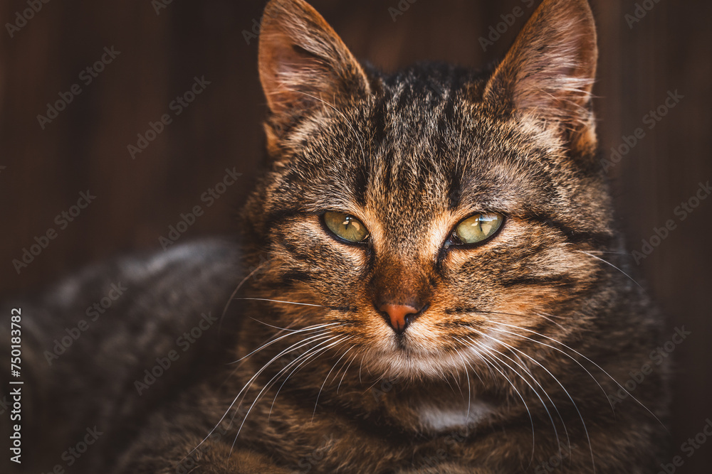 Fototapeta premium Katze / Kater