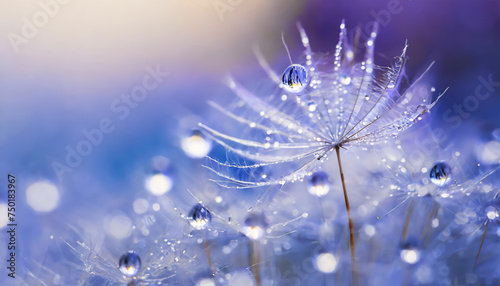 Beautiful dew drops on a dandelion seed macro. Beautiful soft light blue and violet backgroud