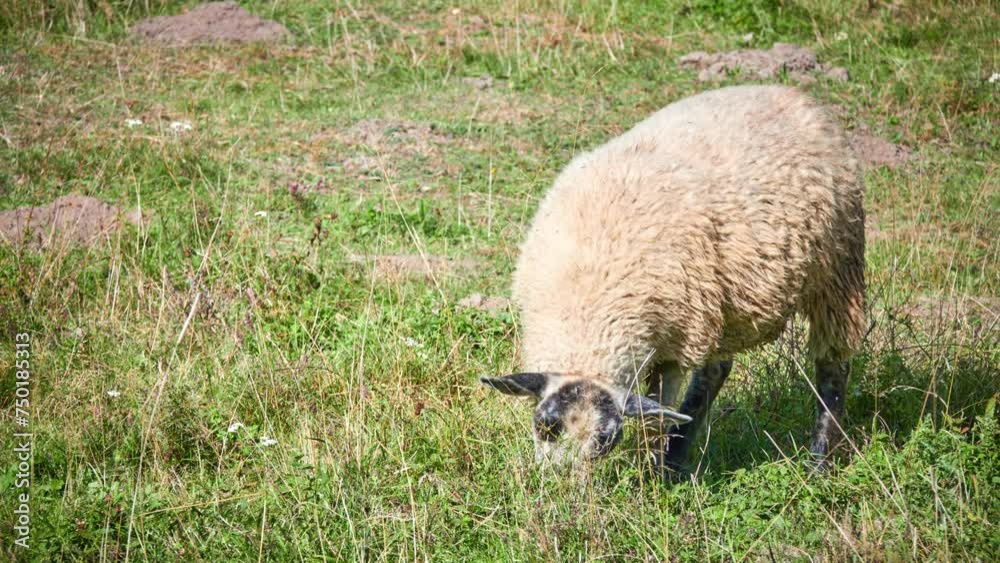 Large curly sheep grazes in meadow against background of sunny summer green nature Large curly sheep grazes in meadow against background of sunny summer green nature