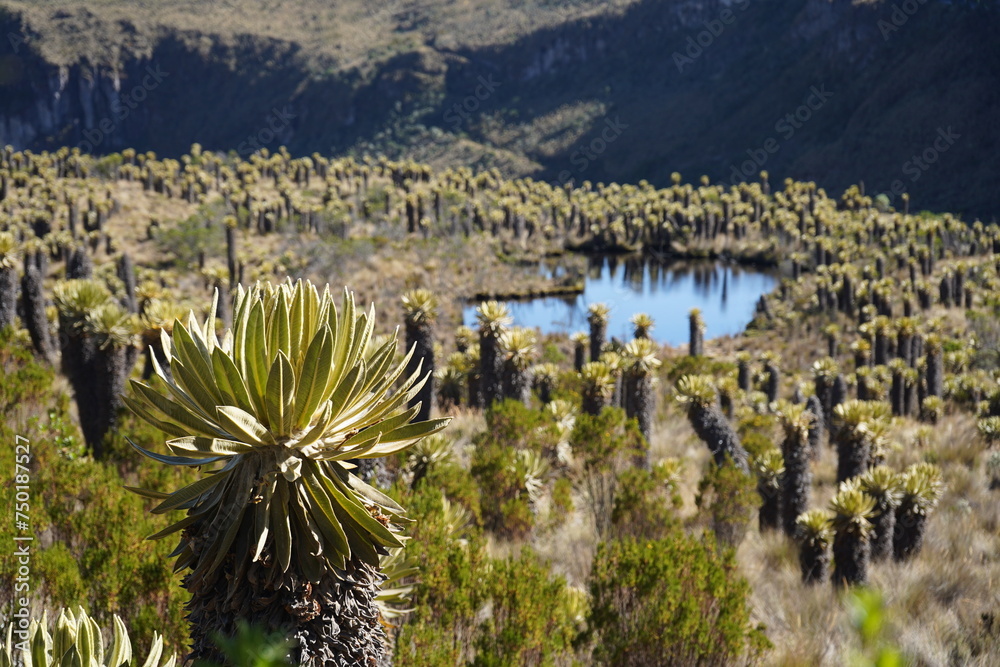 Fototapeta premium Frailejones en Parque Nacional Natural Los Nevados