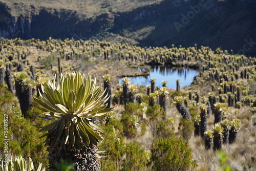 Frailejones en Parque Nacional Natural Los Nevados photo