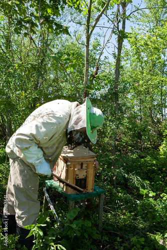 On a hot summer day, a beekeeper collects a swarm of bees that has escaped from a hive. He carefully sprays the swarm with mint water  and places the bees in a swarm catcher. © jbphotographylt