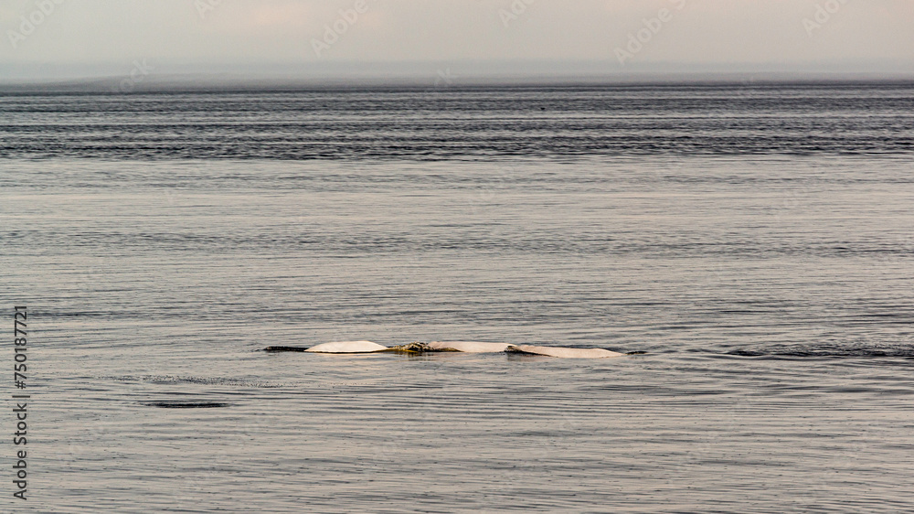 Saguenay River, Canada - August 20 2019: The whale in the Saguenay River with the Zodiac Boat Saguenay River, Canada - August 20 2019: The whale in the Saguenay River with the Zodiac Boat
