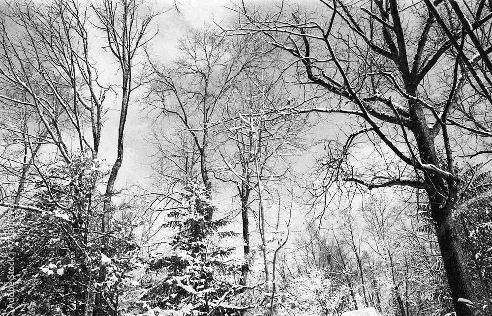 bare trees covered with snow after the snow storm in black and white bare trees covered with snow after the snow storm in black and white