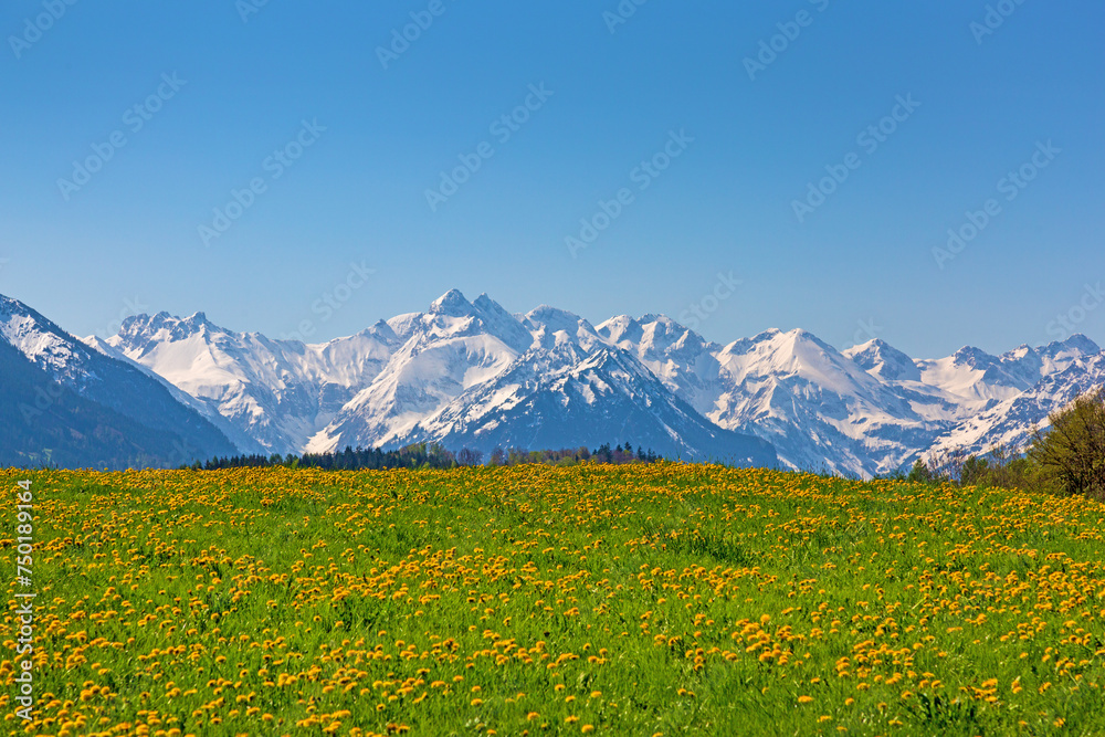 Oberstdorf - Berge - Frühling - Löwenzahn - Blumen - Alpen - Panorama