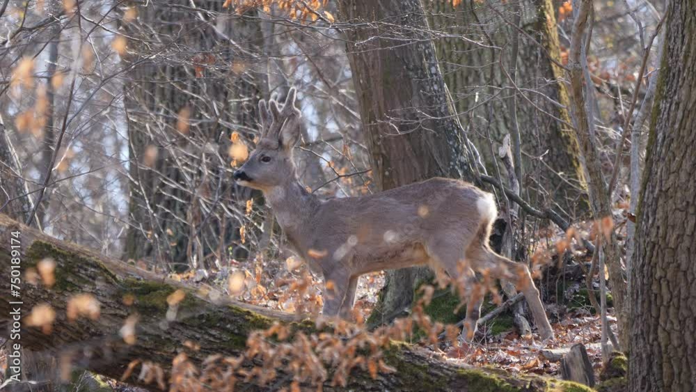 Roe deer male in the forest ( Capreolus capreolus ). European roe Roe deer male in the forest ( Capreolus capreolus ). European roe