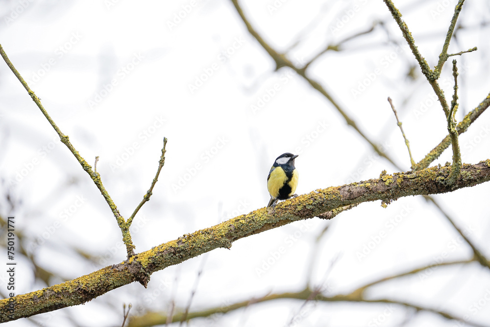 frühblüher vögel und licht frühblüher vögel und licht