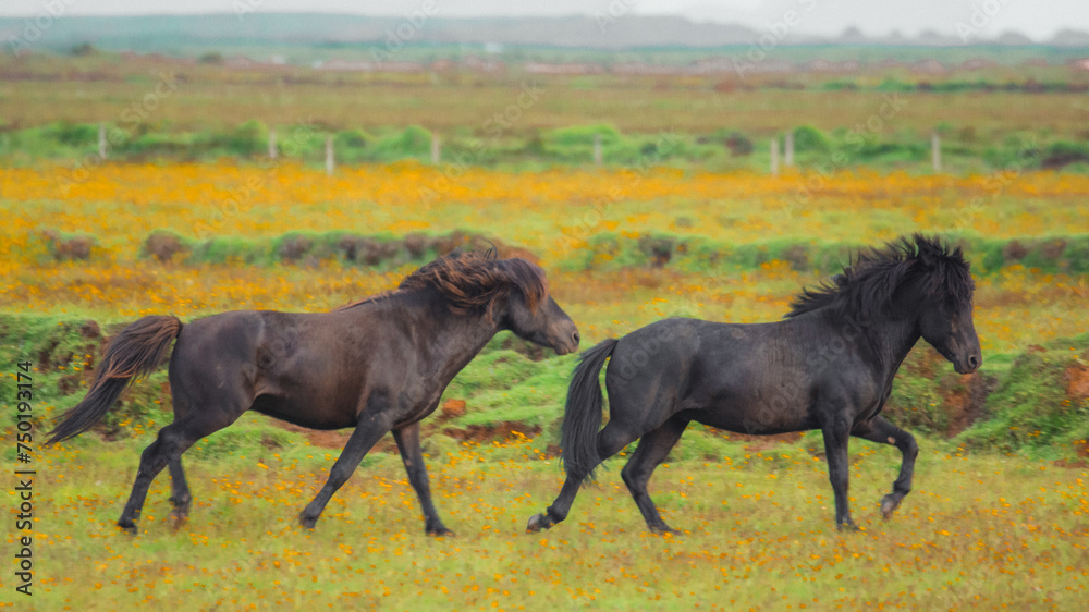 horses in the field running horses in the field running