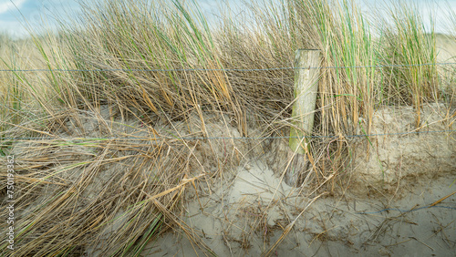 Fototapeta Naklejka Na Ścianę i Meble -  View on marram grass and the sand dunes at the North Sea in Petten, North Netherlands