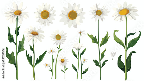 Daisy flower floral set cartoon isolated illustratio