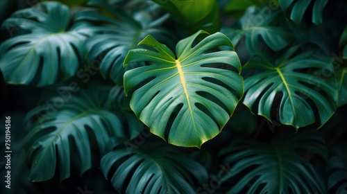  a close up of a large green plant with lots of leaves on it's sides and a yellow line in the middle of the middle of the center of the leaf.