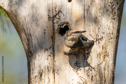 Brown-headed Nuthatch  photo