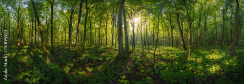 Ethereal Dawn Light Streaming Through a Lush Forest Canopy © Farnaces
