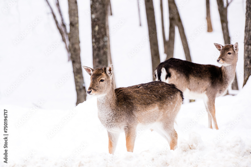 Parc Omega, Canada, January 2 2021 - Roaming elk in snow forest in the Omega Park in winter Parc Omega, Canada, January 2 2021 - Roaming elk in snow forest in the Omega Park in winter