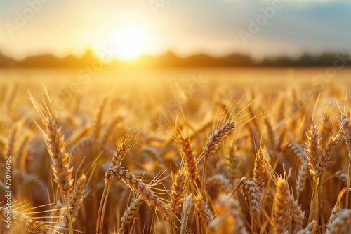 Golden wheat field at sunset - A serene golden wheat field at dusk  the sun setting and giving a warm  tranquil ambiance
