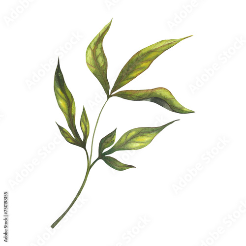 Peony green branch with leaves isolated on white background. Hand drawn watercolour botanical illustration of plant with leaves for greeting cards or wedding invitations. Botanical colorful drawing