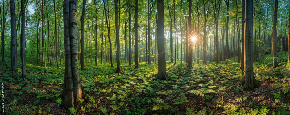 Majestic Sunrise Peeking Through the Vibrant Green Foliage of a Quiet Forest Majestic Sunrise Peeking Through the Vibrant Green Foliage of a Quiet Forest