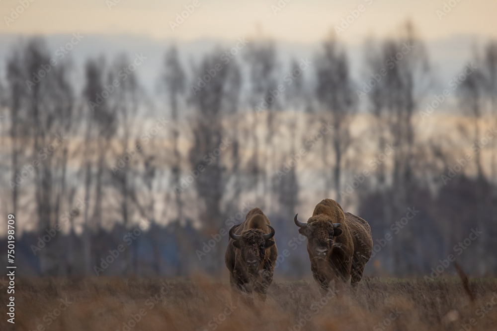 The European bison (Bison bonasus) or the European wood bison at dusk The European bison (Bison bonasus) or the European wood bison at dusk