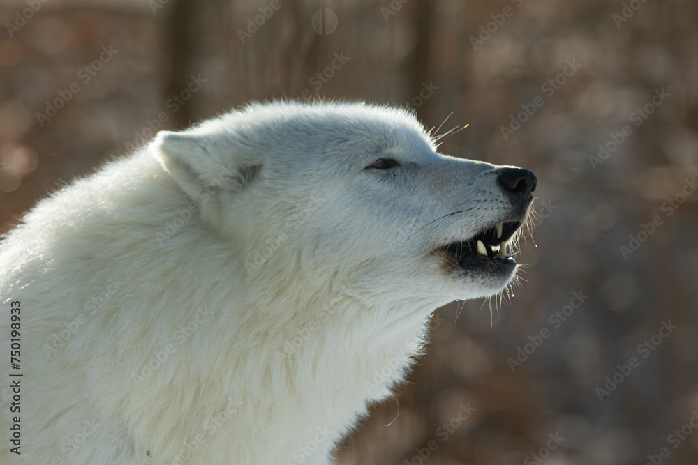 male Arctic wolf (Canis lupus arctos) is ready to growl male Arctic wolf (Canis lupus arctos) is ready to growl
